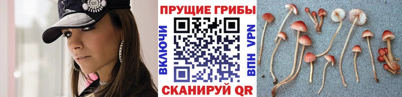 Купить  Верхняя Тура  Псилоцибиновые грибы мицелий 